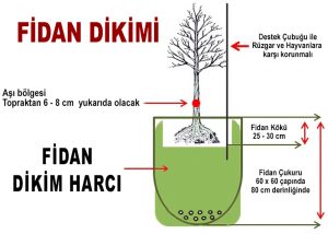 FİDAN DİKİMİ NASIL YAPILMALIDIR?